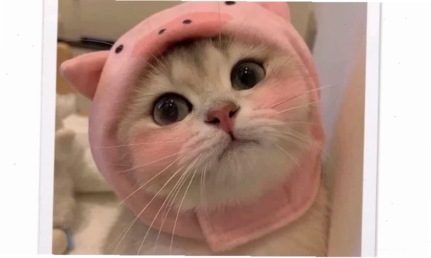 Ảnh meme dễ thương và hài hước