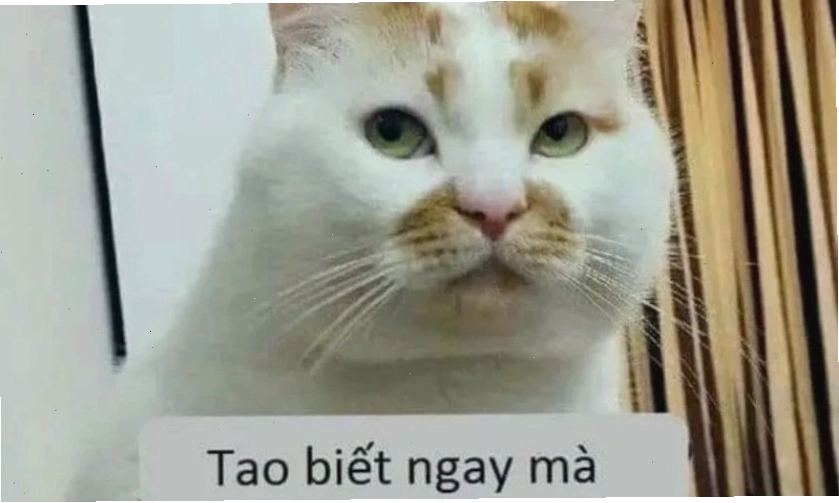 Ảnh meme hài hước 2025