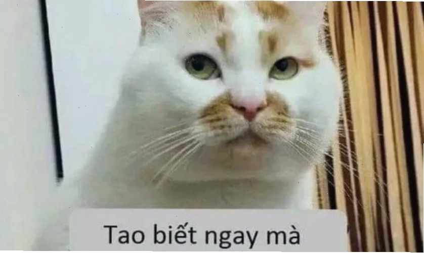 Ảnh meme hài hước 2025 cho điện thoại