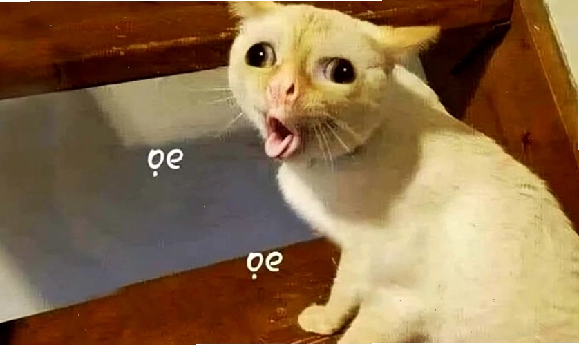 Ảnh meme hài hước, vui nhộn cho điện thoại