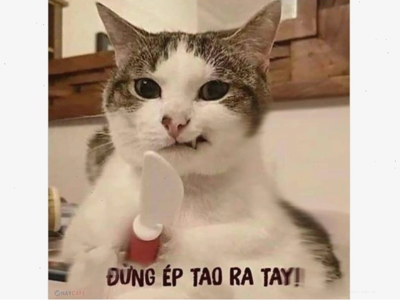 Ảnh meme mèo bựa