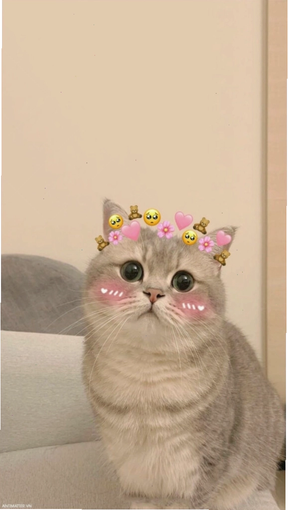 Ảnh meme mèo con đáng yêu