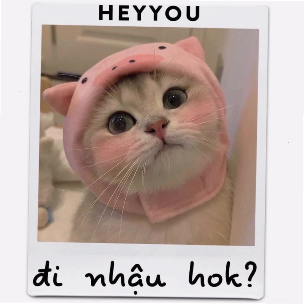 Ảnh meme mèo cực đáng yêu