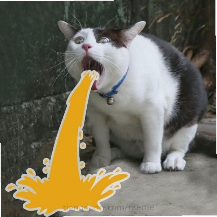 Ảnh meme mèo cười đểu cáng với ánh mắt lanh lợi