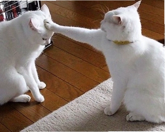 Ảnh meme mèo cute với biểu cảm ngơ ngác hài hước
