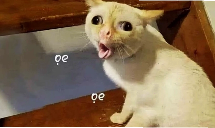 Ảnh meme mèo hài hước với biểu cảm lạ
