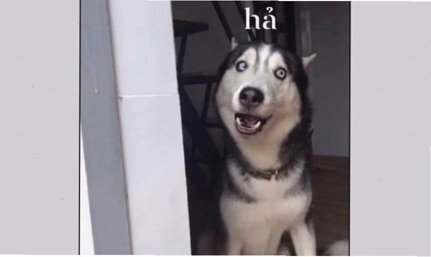 Ảnh meme mèo mặt ngơ ngác làm avatar