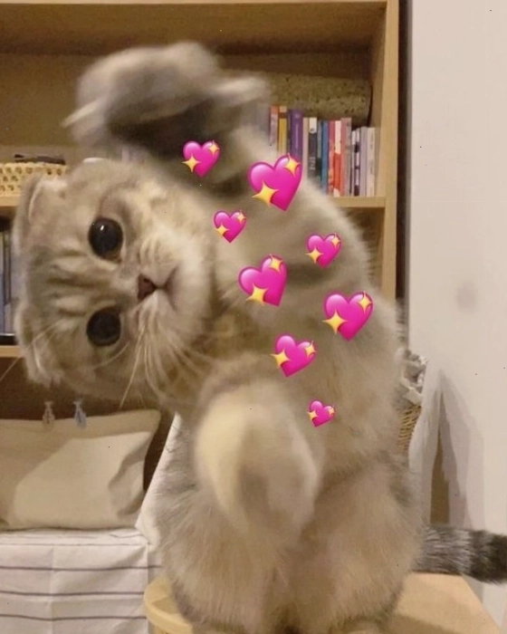 Ảnh meme mèo với biểu cảm tinh nghịch