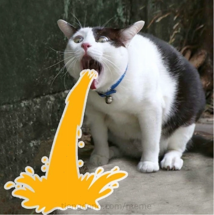 Ảnh meme mèo với biểu cảm vô tri đặc trưng