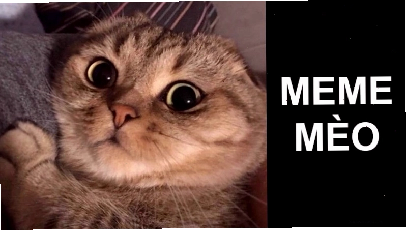 Ảnh meme mèo với dòng chữ hài hước