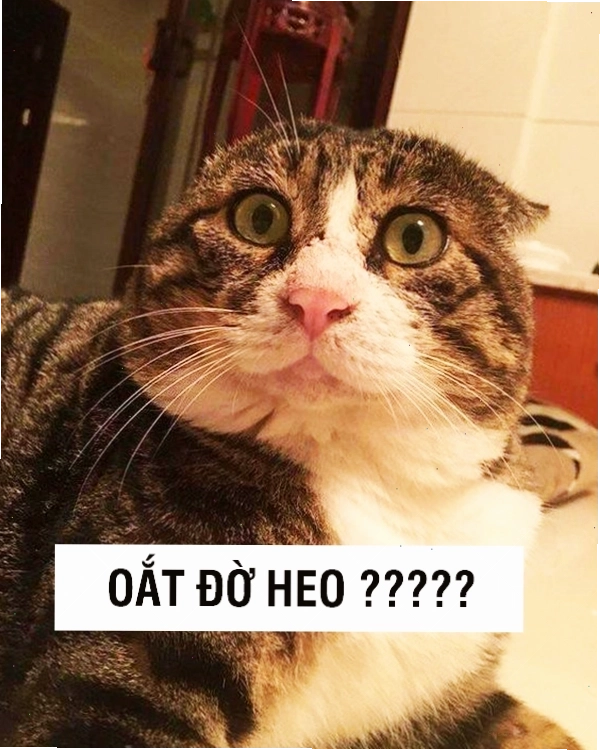 Ảnh meme mèo với hành động ngộ nghĩnh