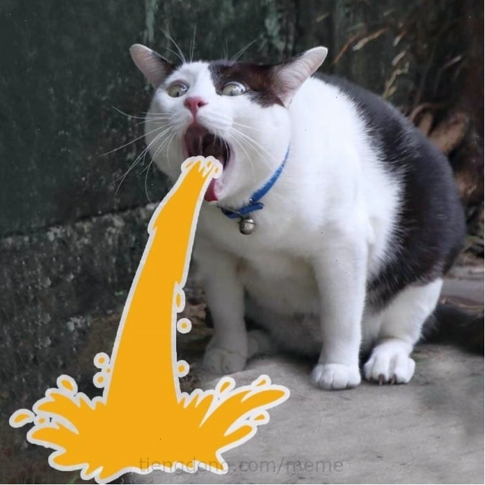 Ảnh meme mèo với khuôn mặt ngơ ngác