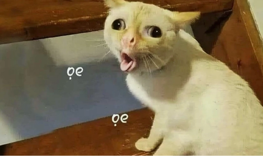 Ảnh meme vui nhộn với chú mèo đang nhìn chằm chằm