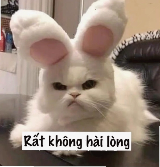 Ảnh mèo giận dỗi trong meme