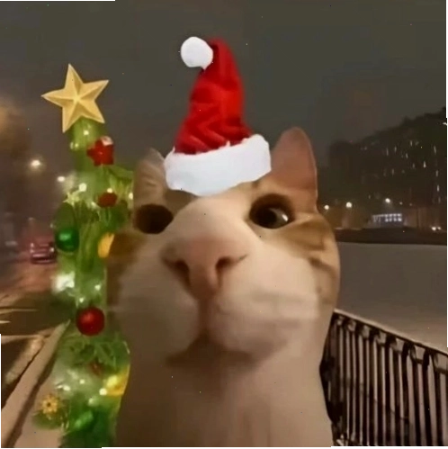 Ảnh mèo Giáng sinh đội mũ ông già Noel với biểu cảm ngộ nghĩnh