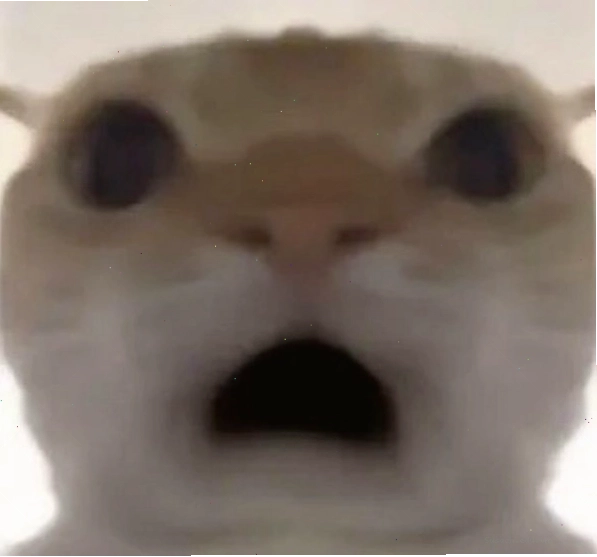 Ảnh mèo meme hoảng hốt với đôi mắt mở to tròn