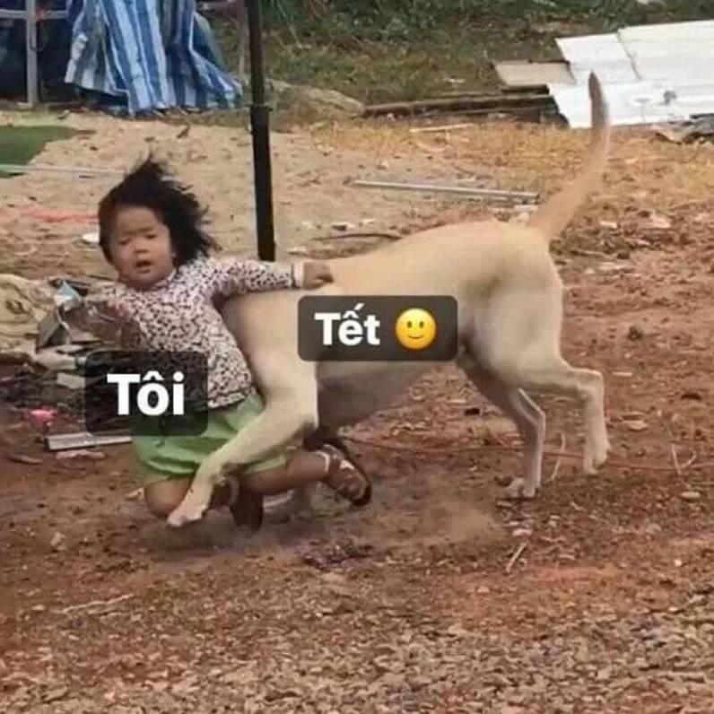 Avatar Meme Tết 2026: Tuyển tập ảnh chế độc đáo và hài hước