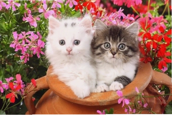 Avatar mèo cute cầm súng