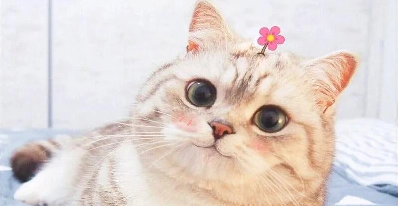 Avatar Mèo Hài Hước: Tuyển Tập Meme Độc Lạ Cho Dân Mạng Sành Điệu 2026