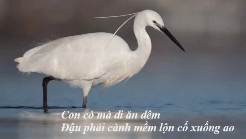 Bài ca dao Con cò mà đi ăn đêm phân tích ý nghĩa sâu xa