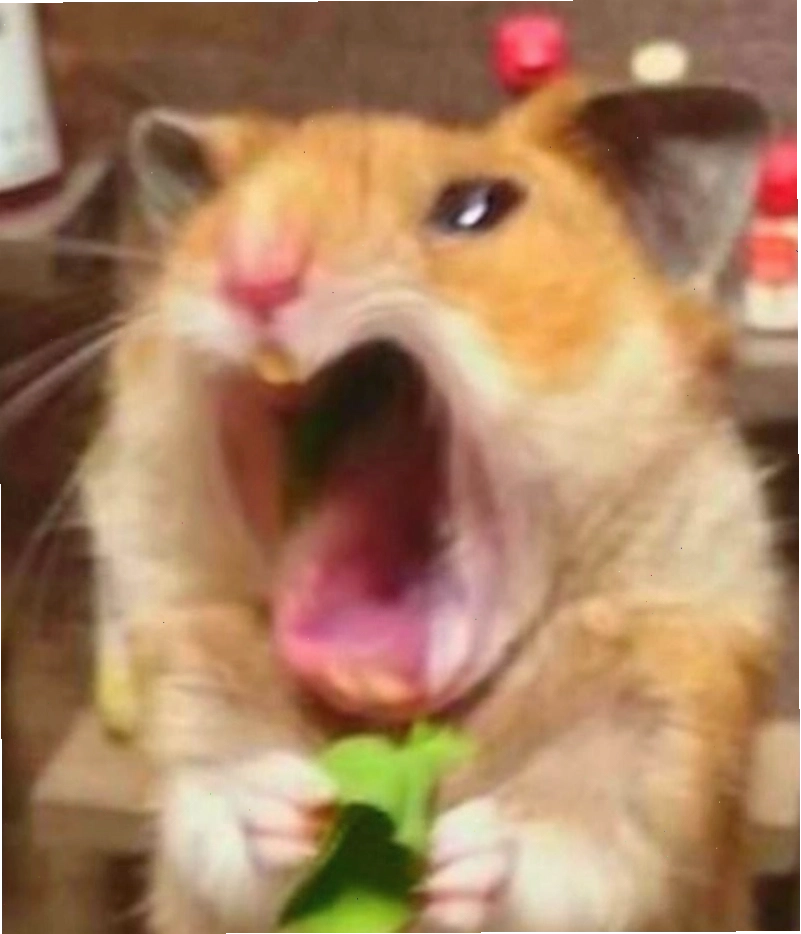 Biểu cảm meme chuột hét trong tình huống bất ngờ