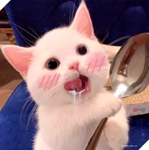 Biểu cảm ngơ ngác của mèo trong meme há miệng