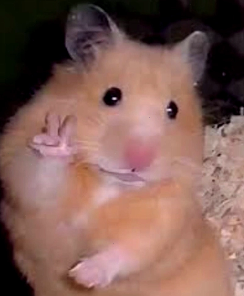 Biểu cảm ngộ nghĩnh của chuột hamster trong meme
