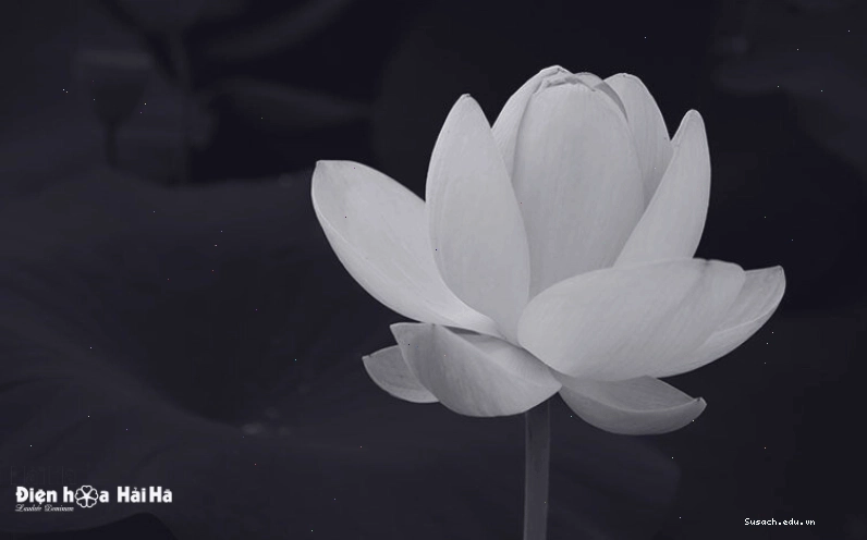 Biểu tượng chia buồn đám tang hoa sen