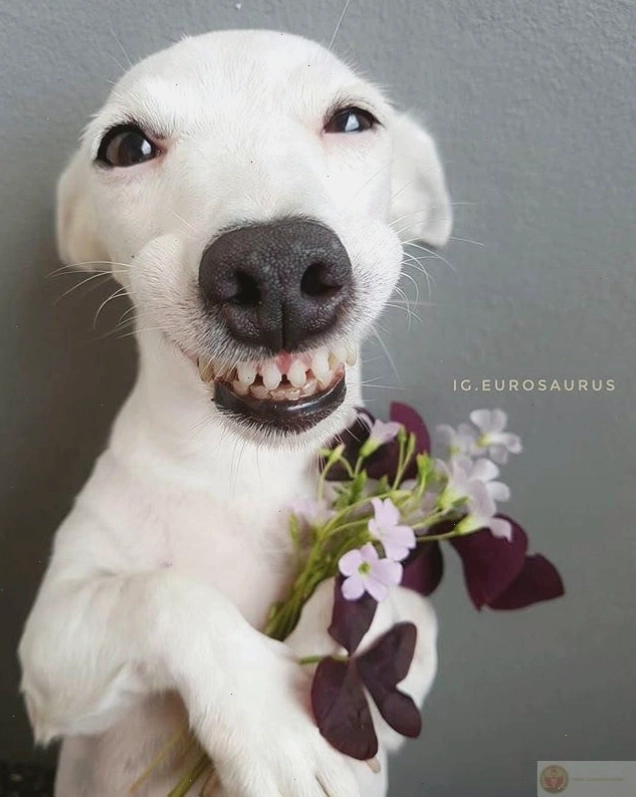 Bộ ảnh tặng hoa cute mang năng lượng tích cực