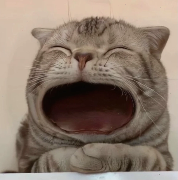 Bộ sưu tập ảnh meme há miệng khiến dân mạng cười nghiêng ngả
