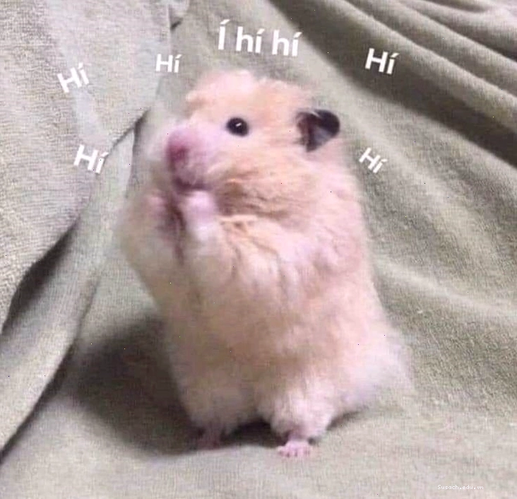 Bộ sưu tập meme hamster đáng yêu
