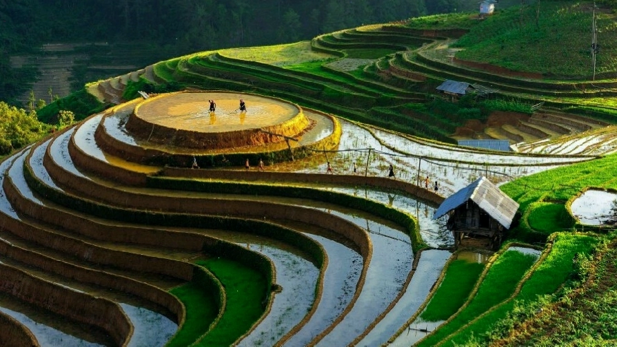 Cánh đồng hoa hướng dương rực rỡ dưới ánh nắng