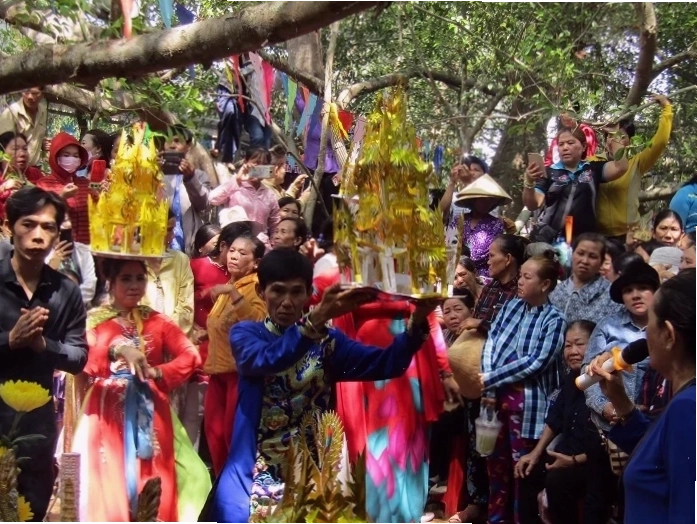 Cây gừa với bộ rễ đặc trưng