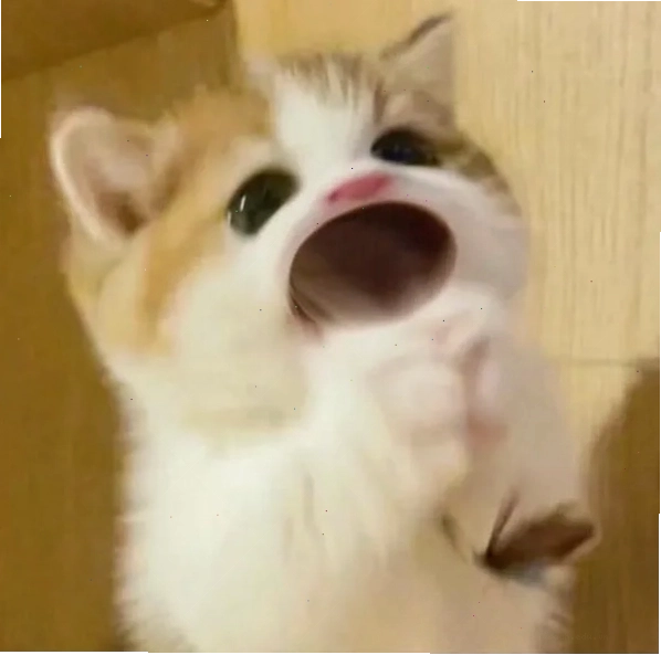 Chia sẻ ảnh meme mèo há miệng để tăng tương tác
