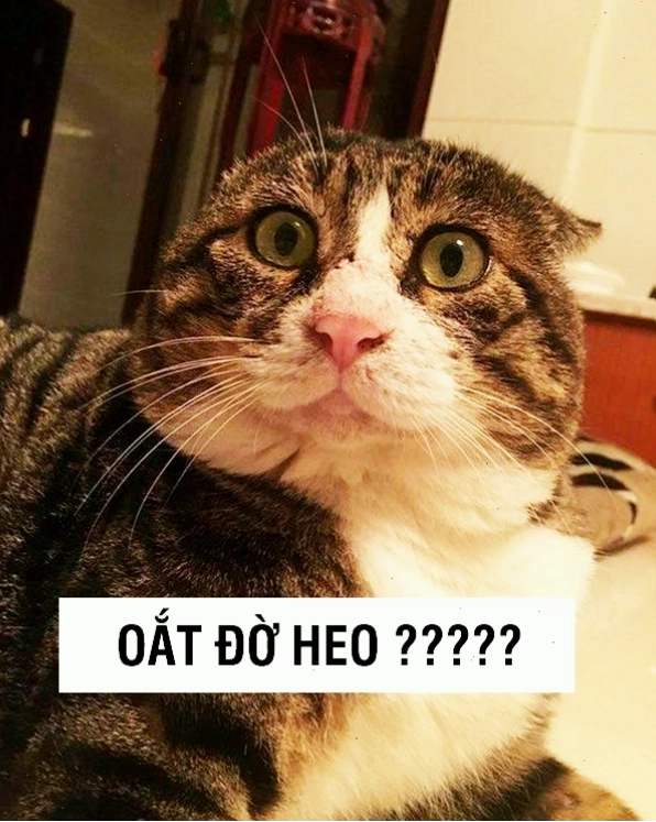 Chú mèo đang lim dim ngủ
