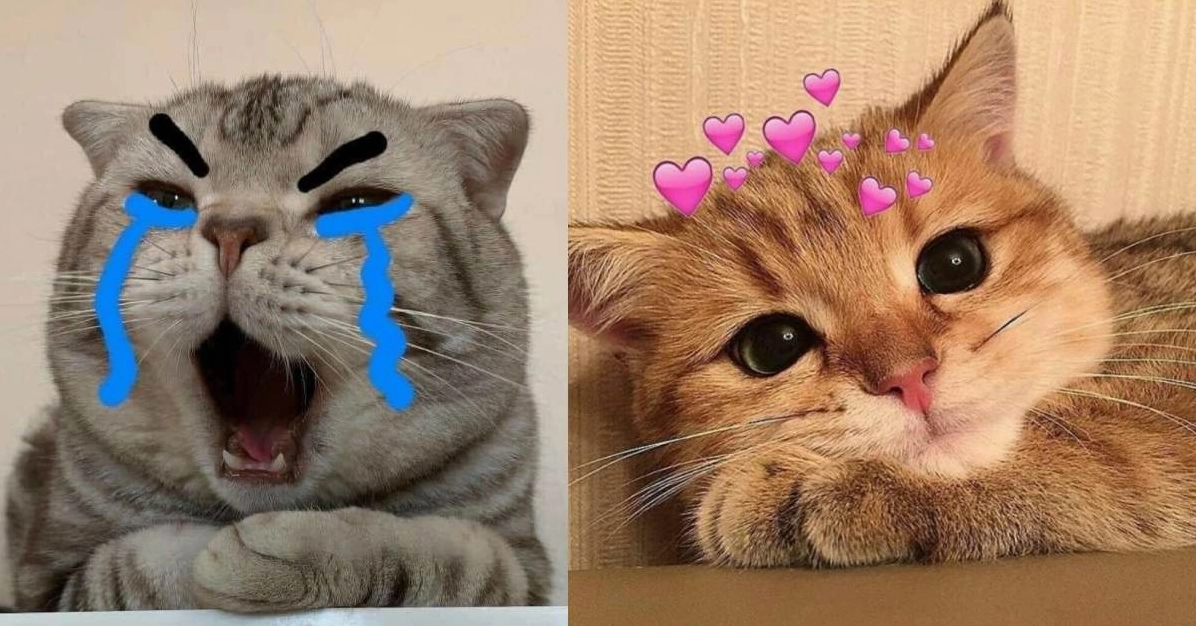 Cười Sảng Khoái Với Meme Mèo Bựa Hài Hước Nhất 2026