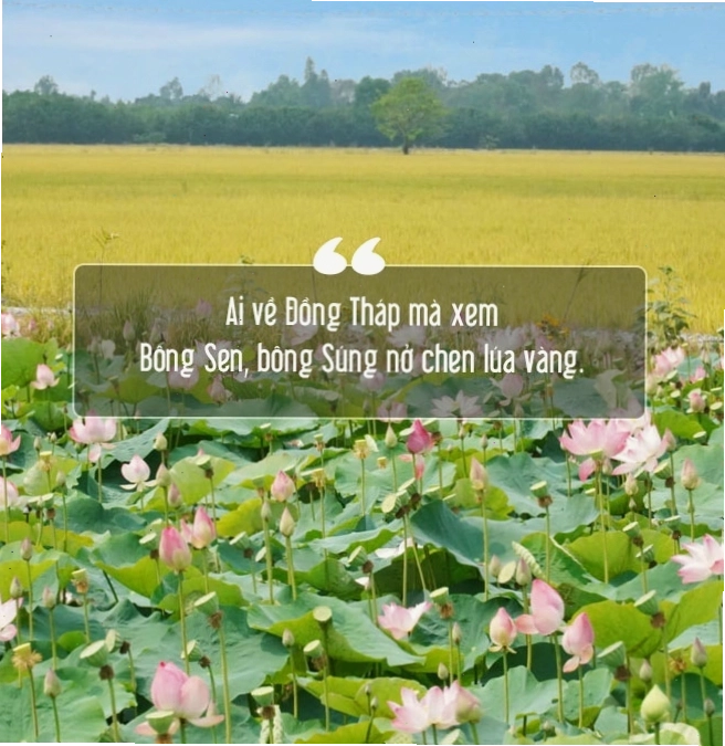 Đặc sản sen Đồng Tháp