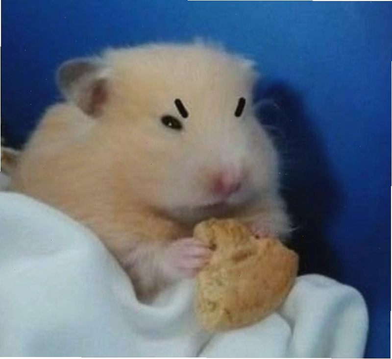 Giới thiệu trào lưu meme chuột với biểu cảm hài hước