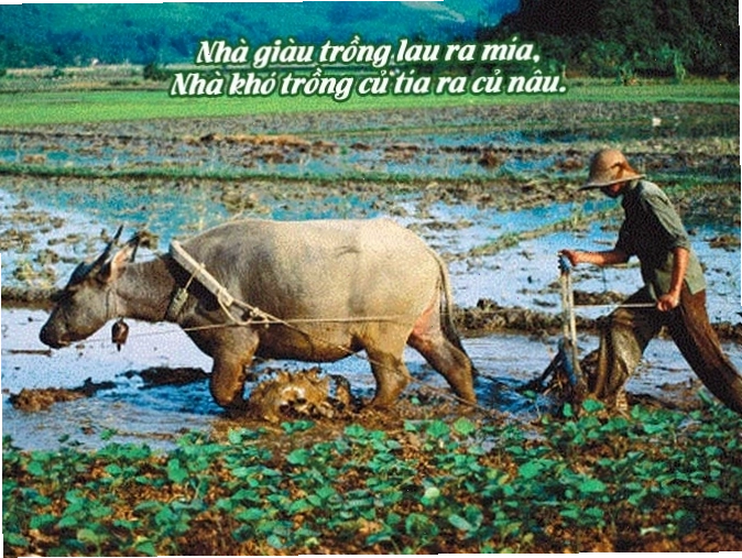 Hình ảnh đẹp về làng quê Việt Nam trong ca dao