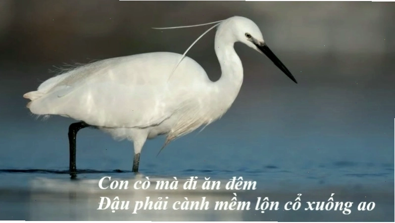Hình ảnh giọt nước quý giá