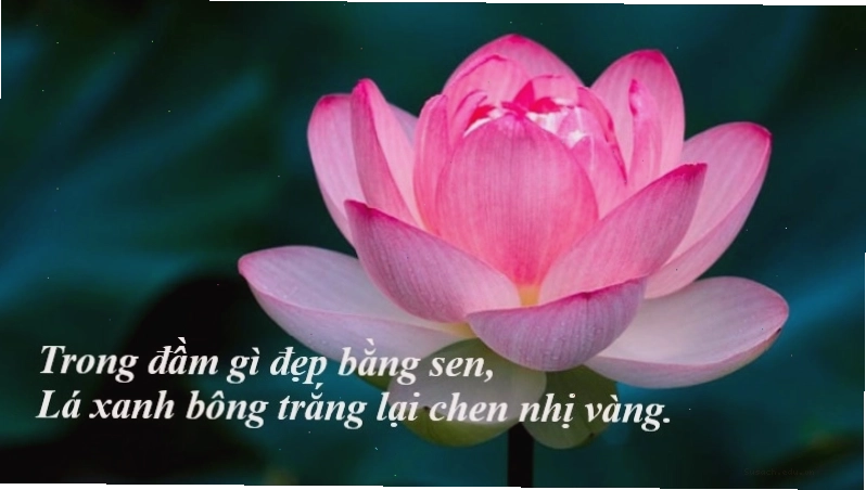Hình ảnh hoa sen biểu tượng cho sự thanh cao và tiết kiệm