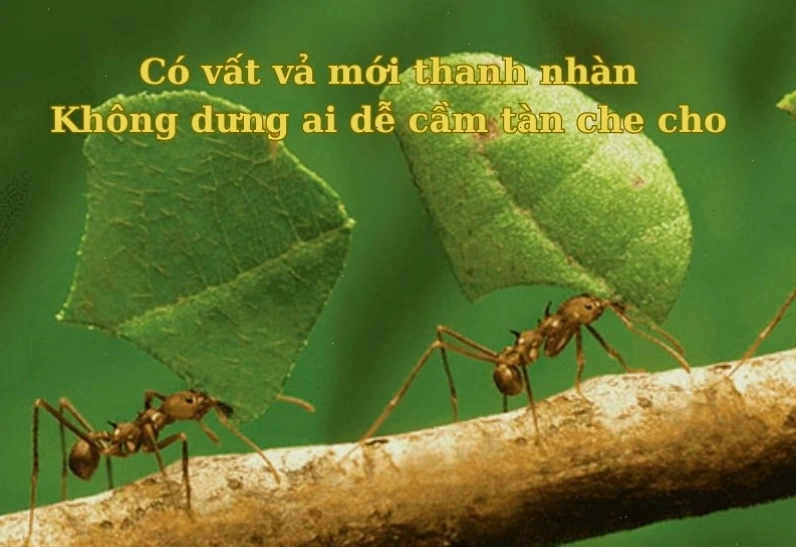 Hình ảnh minh họa con kiến đang tha mồi về tổ, biểu trưng cho sự siêng năng