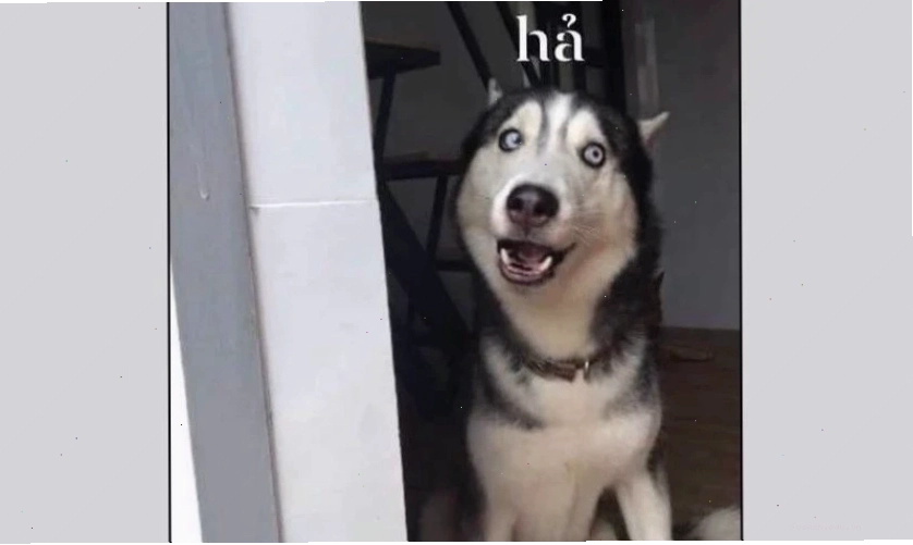 Hình biểu cảm vô tri, ngơ ngác của nhân vật trong meme