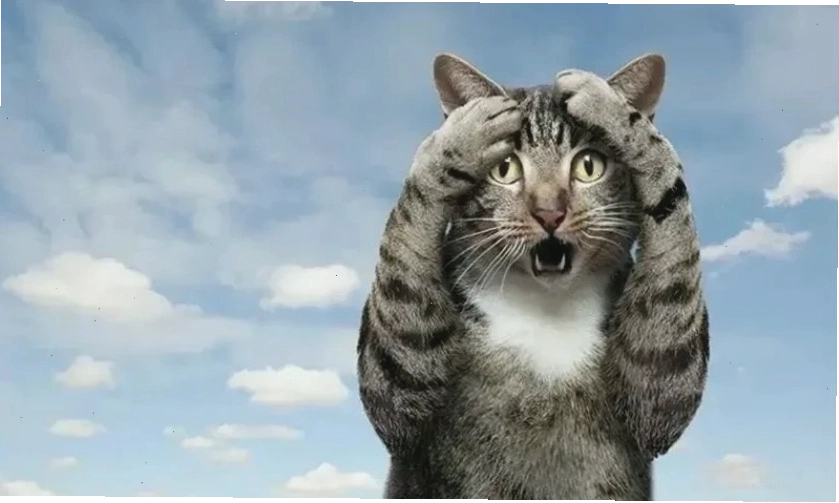 Hình meme hài hước với biểu cảm độc đáo