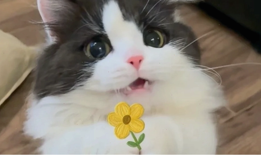 Hình nền meme cute dễ thương