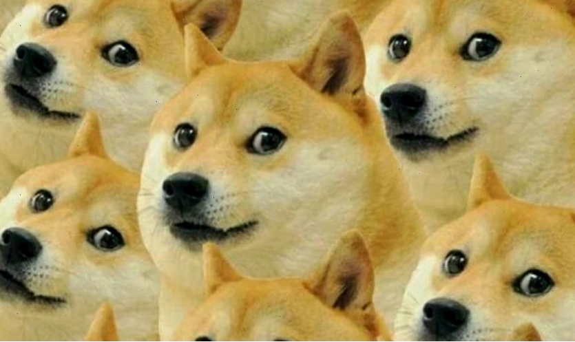 Hình nền meme hài hước với hình ảnh capybara