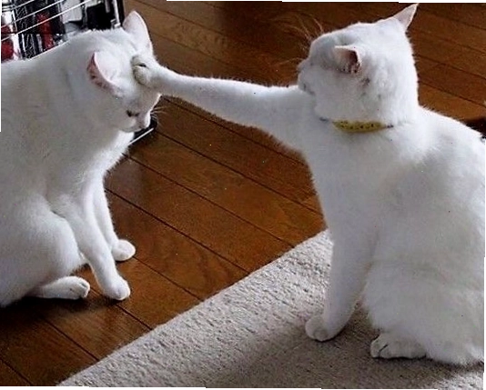 Hình nền mèo meme biểu cảm hài hước