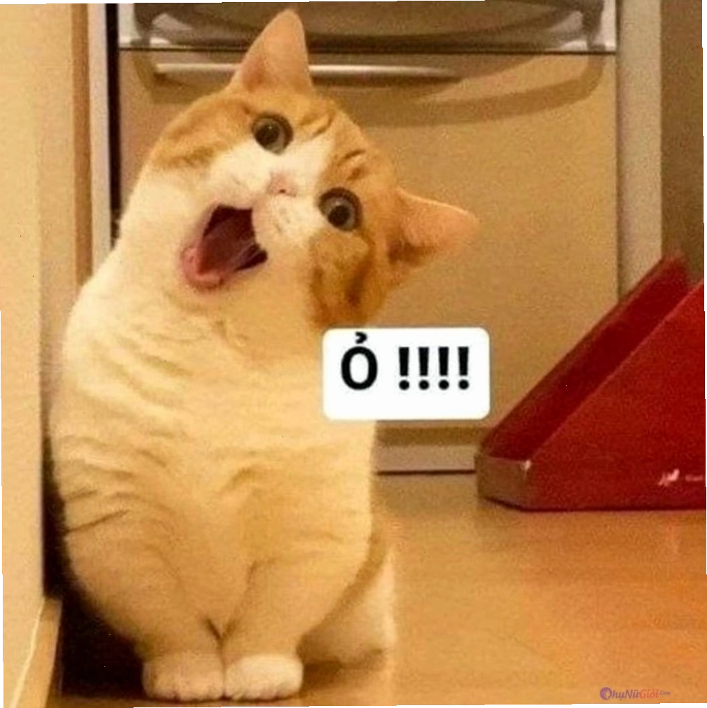 Hình nền mèo meme biểu cảm ngộ nghĩnh