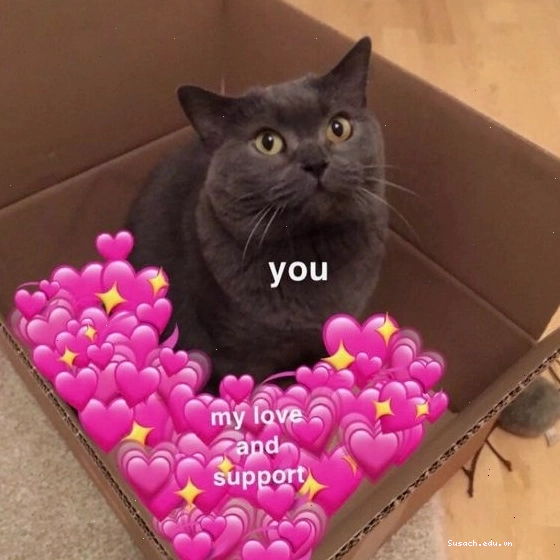 Hình nền mèo meme đáng yêu và ngộ nghĩnh