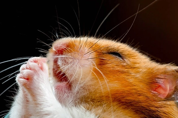 Khám phá 370+ Ảnh Hamster Meme Siêu Lầy Lội và Đáng Yêu Nhất 2026
